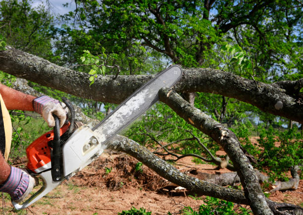 Trusted Moore Haven, FL Tree Services Experts